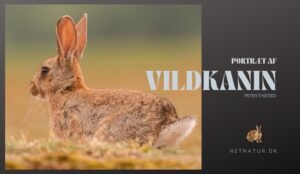 De vilde kaniner Vildkaninen