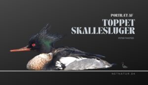 Toppet skallesluger – en elsker af skidtfisk Toppet skallesluger
