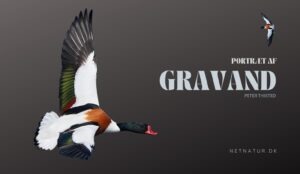 Gravanden – en anderledes huleboer gravanden