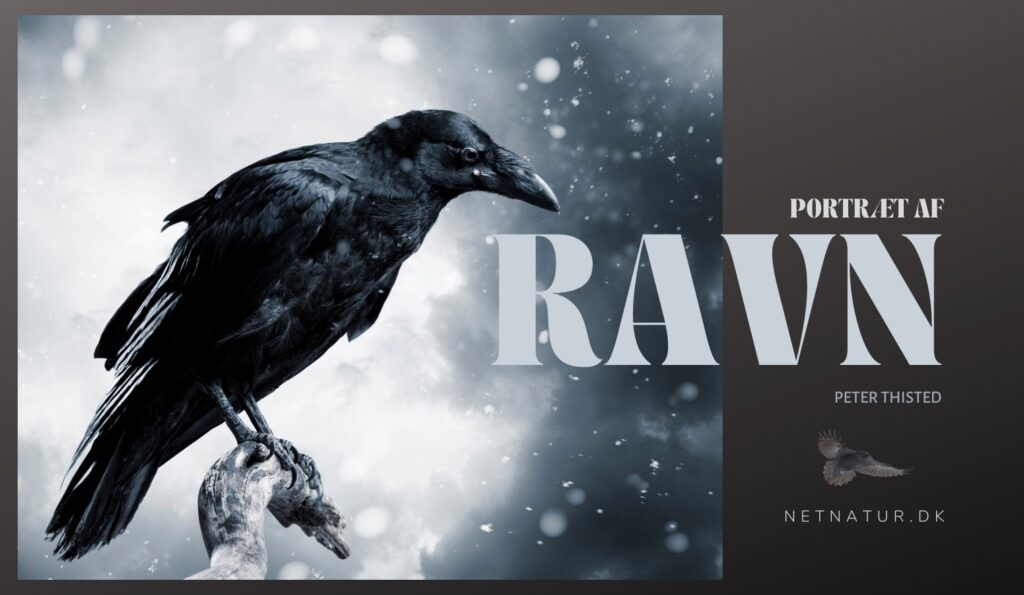 Ravnen - Odins sorte meddelere