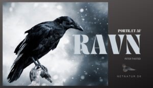 Ravnen – Odins sorte meddelere Ravnen - Odins sorte meddelere