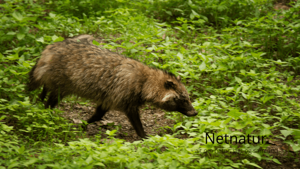 Antallet af mårhunde falder