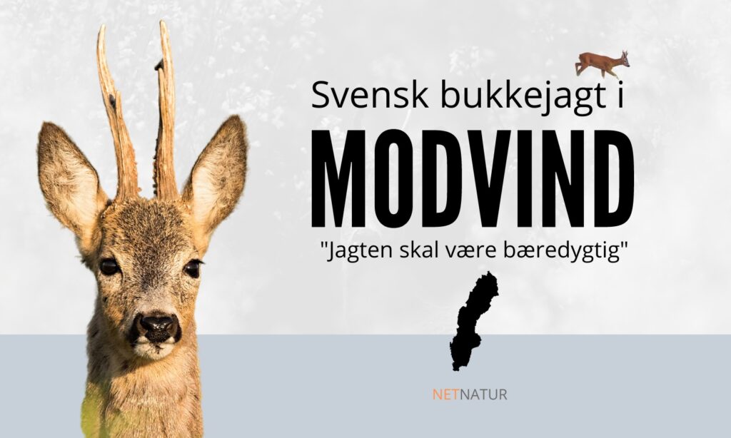 Bukkejagt i Sverige ny