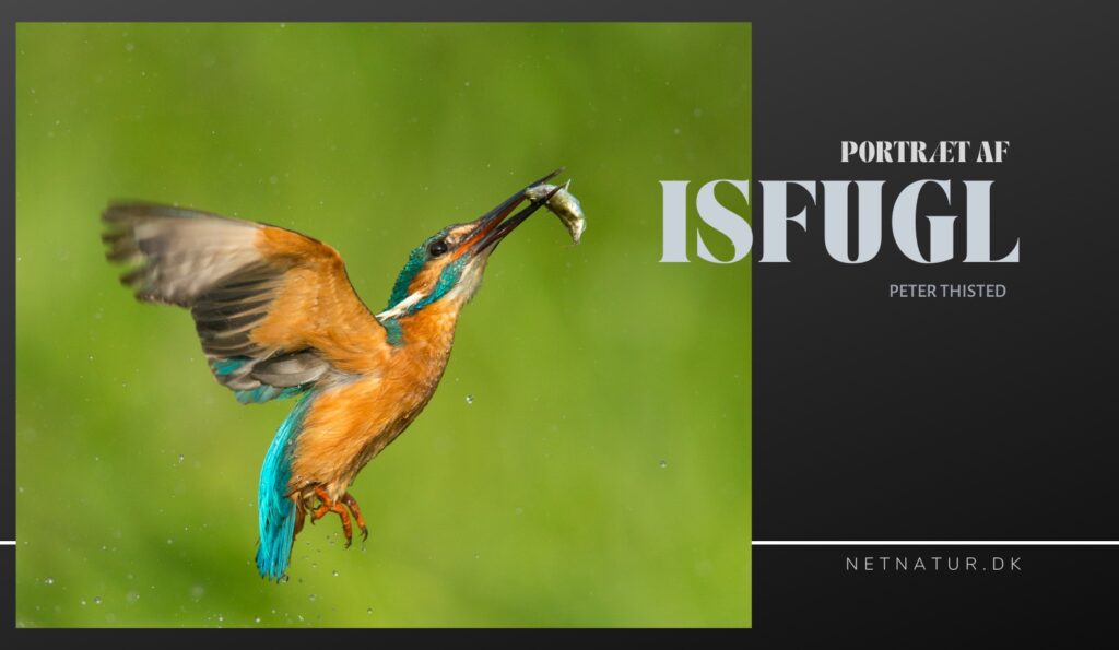 Isfuglen – det blå lyn ved vandløbet isfugl