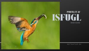 Isfuglen – det blå lyn ved vandløbet isfugl