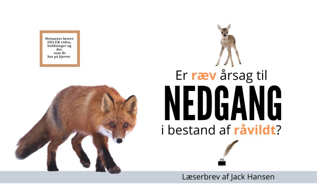 ræv og råvildt
