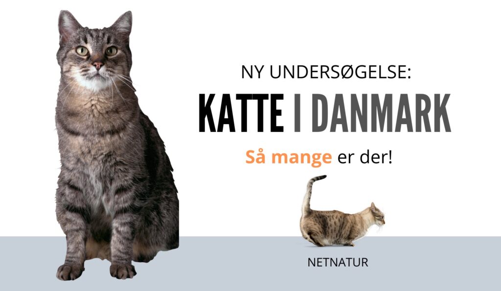 Antal herreløse katte i Danmark