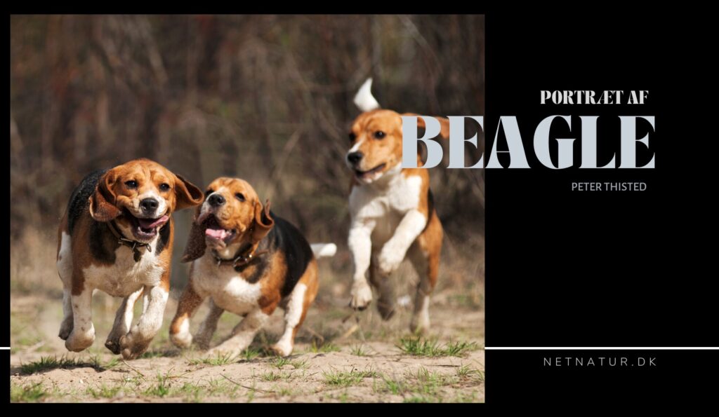 beagle