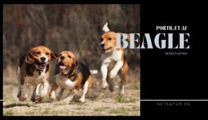 Beagle – når man løfter i flok beagle