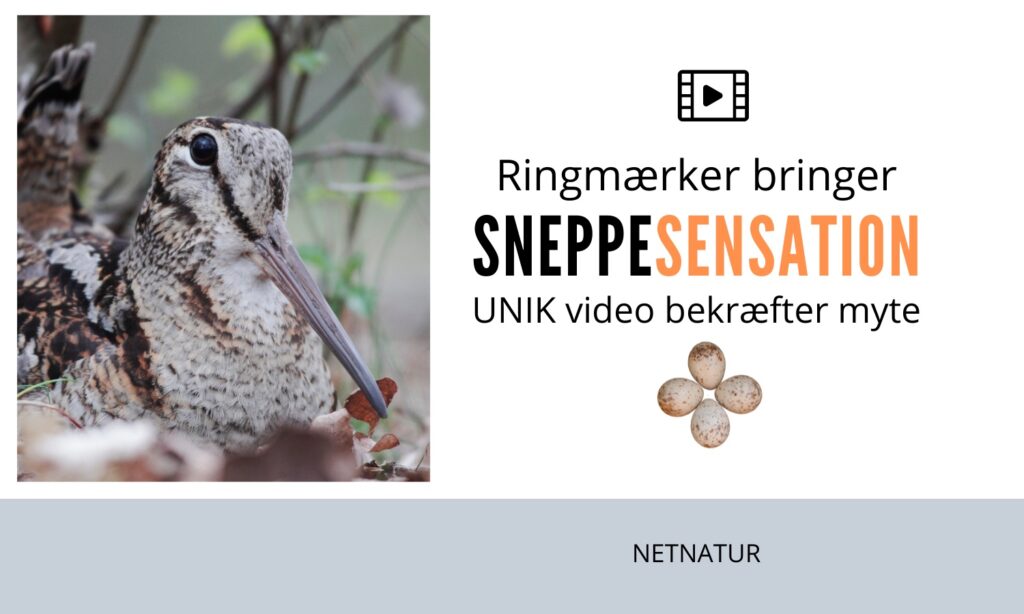 Skovsneppe flyver med unger