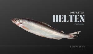 Helt – en eftertragtet laksefisk helt