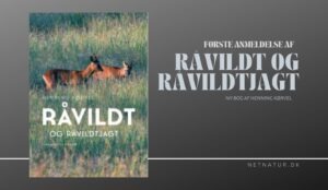 Første anmeldelse af Råvildt og råvildtjagt