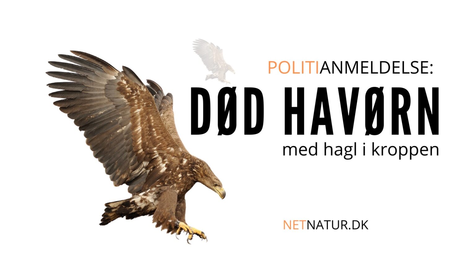 Død havørn med hagl i kroppen død havørn