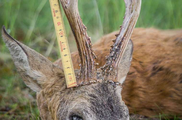 Nettets bedste stænger