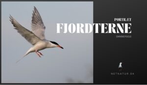 Fjordternen – havternens fætter højben Fjordternen