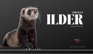 Ilderen – skumringens stille jæger ilder