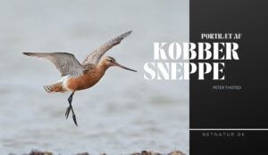 Den flyveglade kobbersneppe Lille kobbersneppe