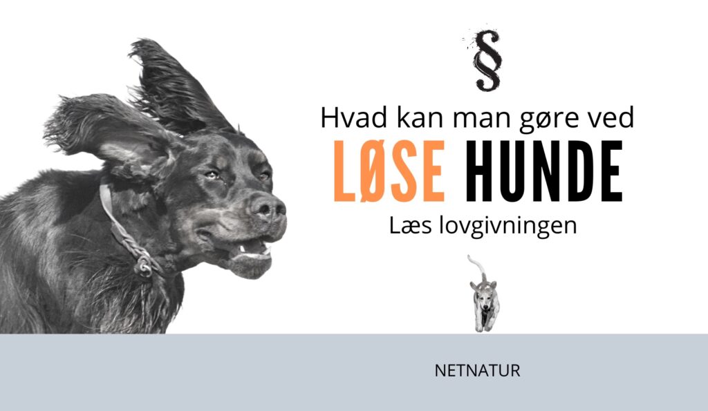 løsgående hunde