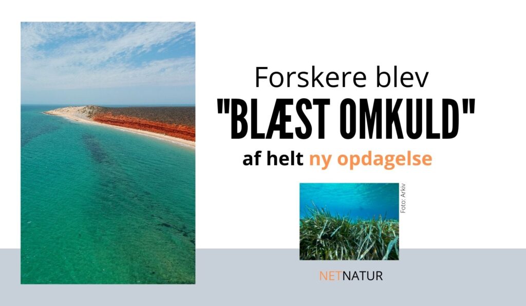 Verdens største plante