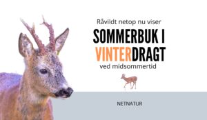 sommerdragt råvildt