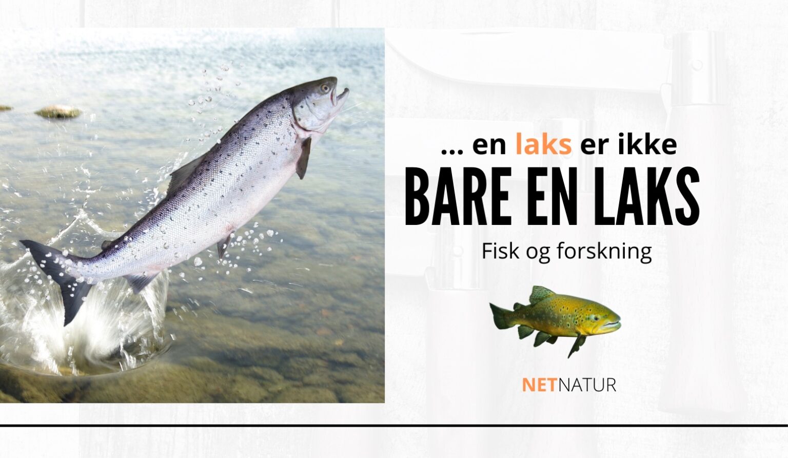 Laks: Den vilde klarer sig bedst Laks