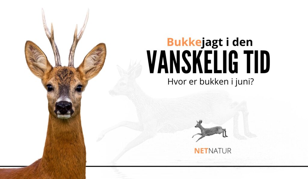 Bukkejagt i juni