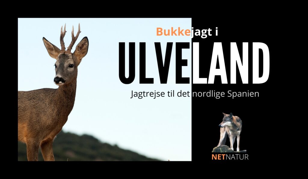 bukkejagt i ulveland