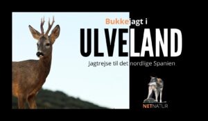 bukkejagt i ulveland