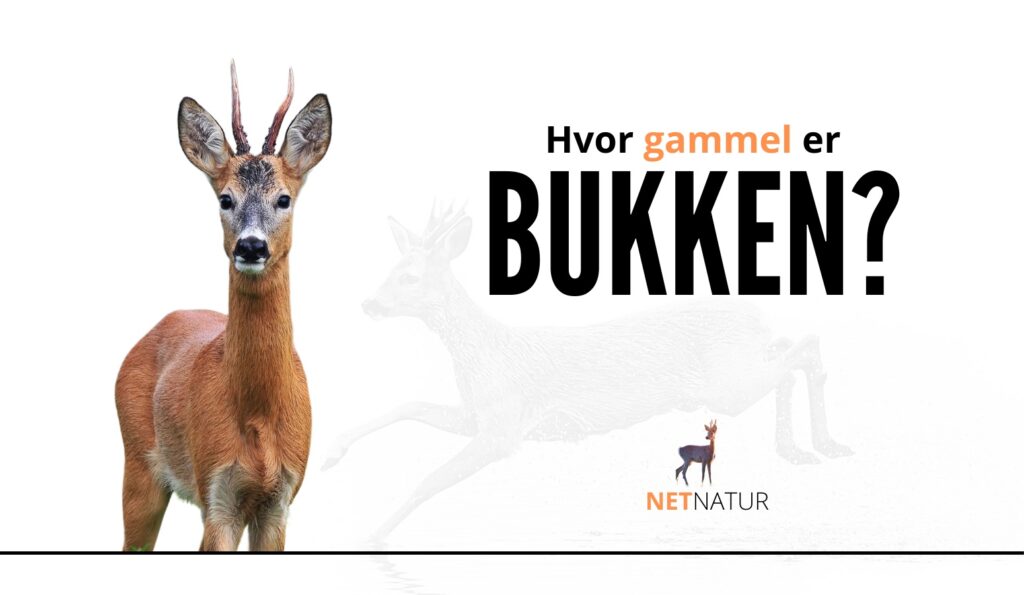 Sæt bukke i aldersklasse