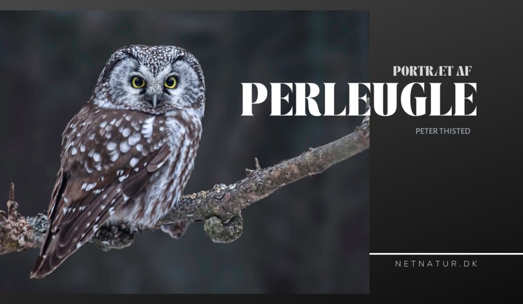 Perleugle