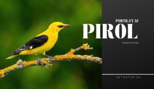 Pirol – en fantastisk flot og farverig spurvefugl Pirol