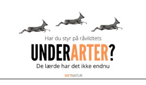 Råvildts underarter
