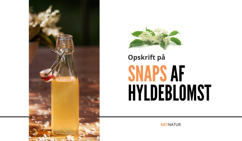 Snaps af hyldeblomst