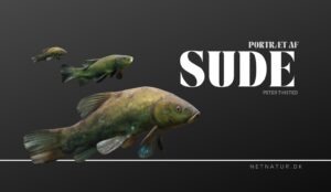 Suderen – den smukke skomager-fisk Suderen - den smukke skomager-fisk