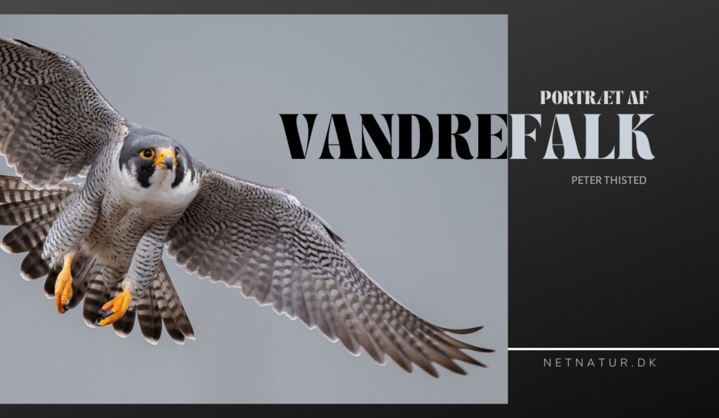 Vandrefalken – luftakrobat og hurtigflyver Vandrefalken