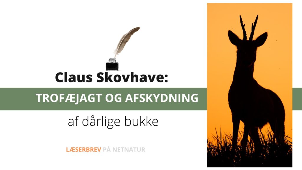 trofæjagt og afskydning