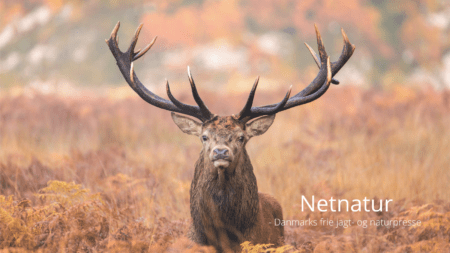 arealbegrænsning status