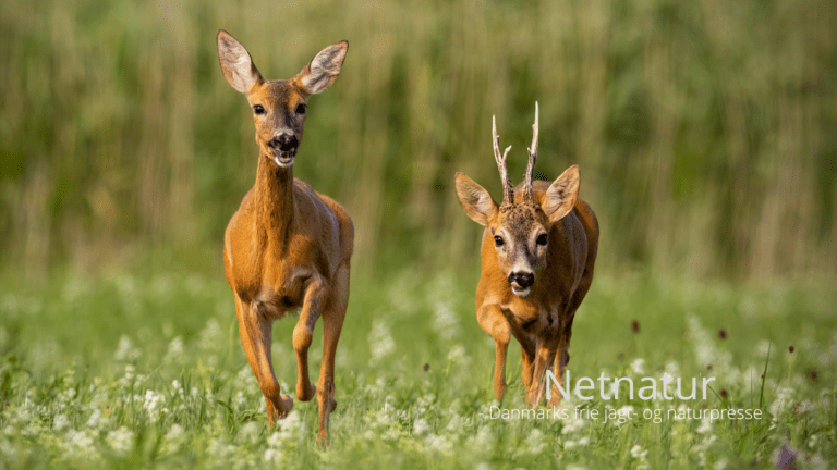 regler for lokkejagt i Sverige