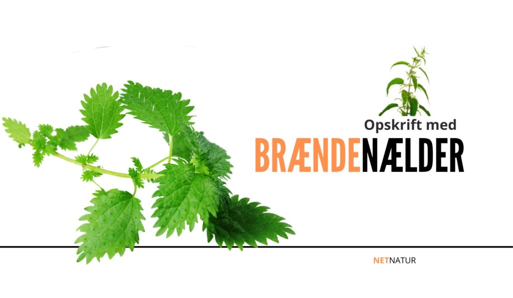 Brændenælder i maden Brændenælder i maden