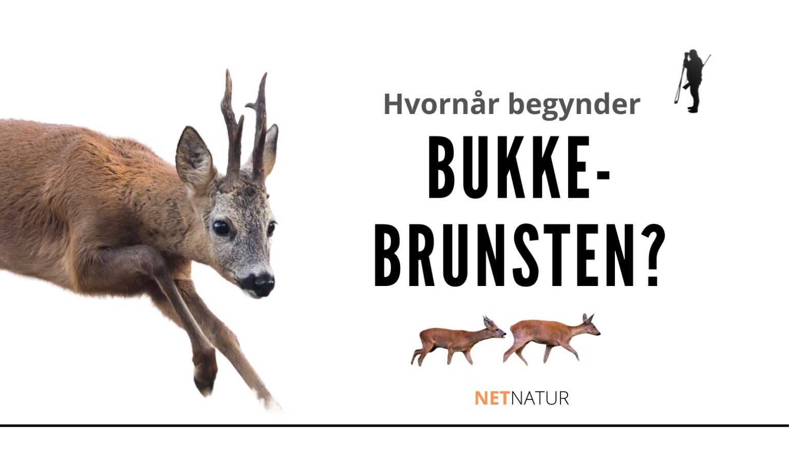 Bukkebrunsten