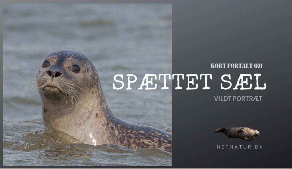 Spættet sæl