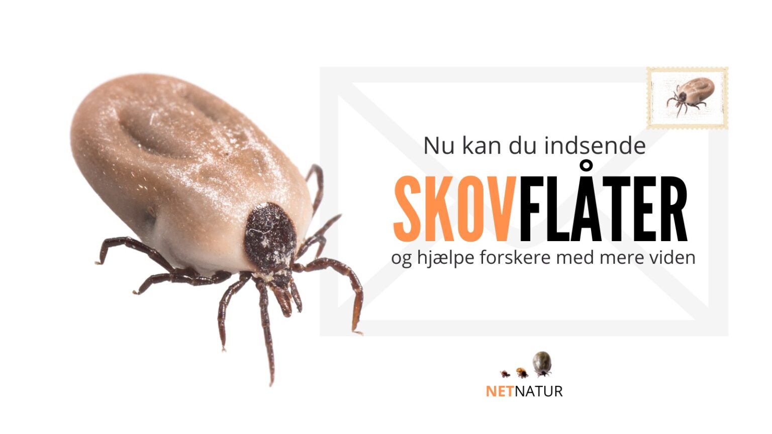 FLÅTINFO