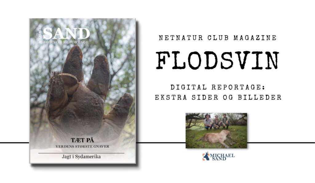 På jagt efter verdens største gnaver Flodsvin