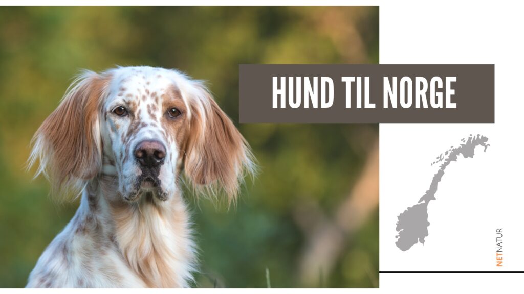 Hund til Norge