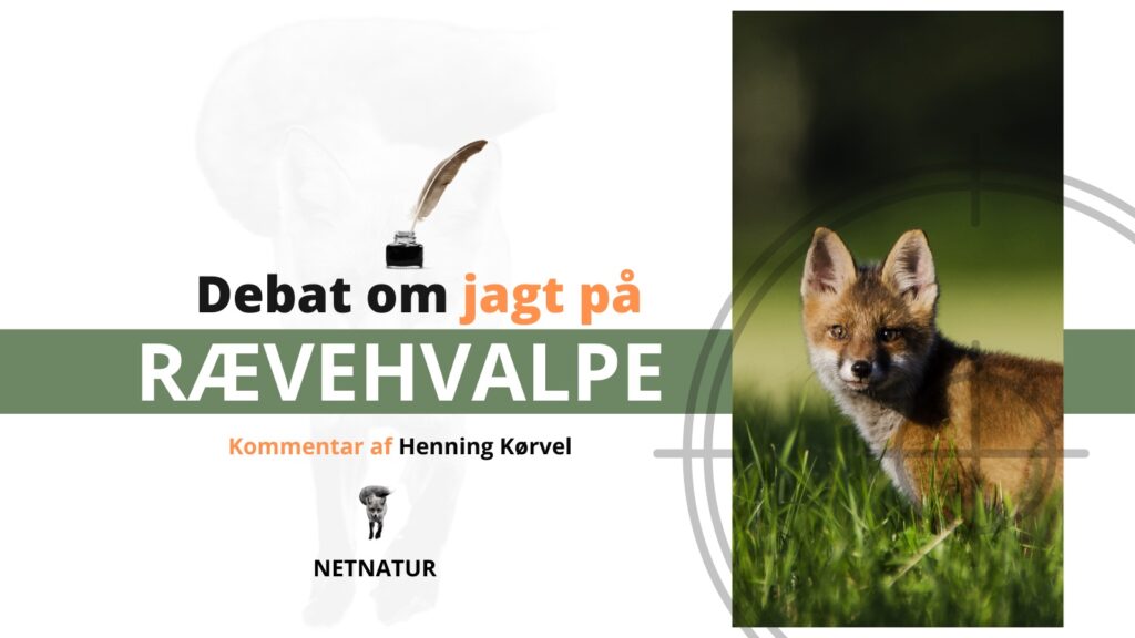 Rævehvalpe regulering