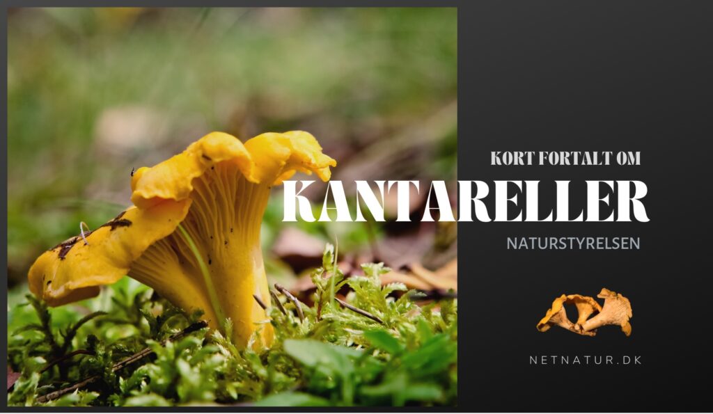 kantareller