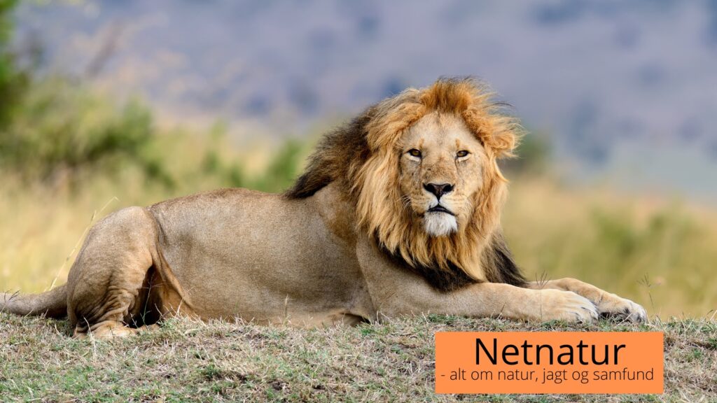 Seks løver skudt fra helikopter Løver hegn