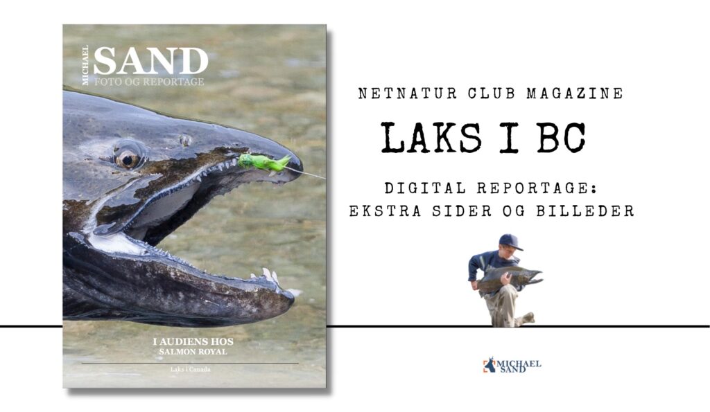 I audiens hos Salmon Royal kongelaks på Vancouver Island