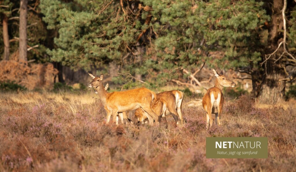 Jagtstop møder modstand Borris jagt