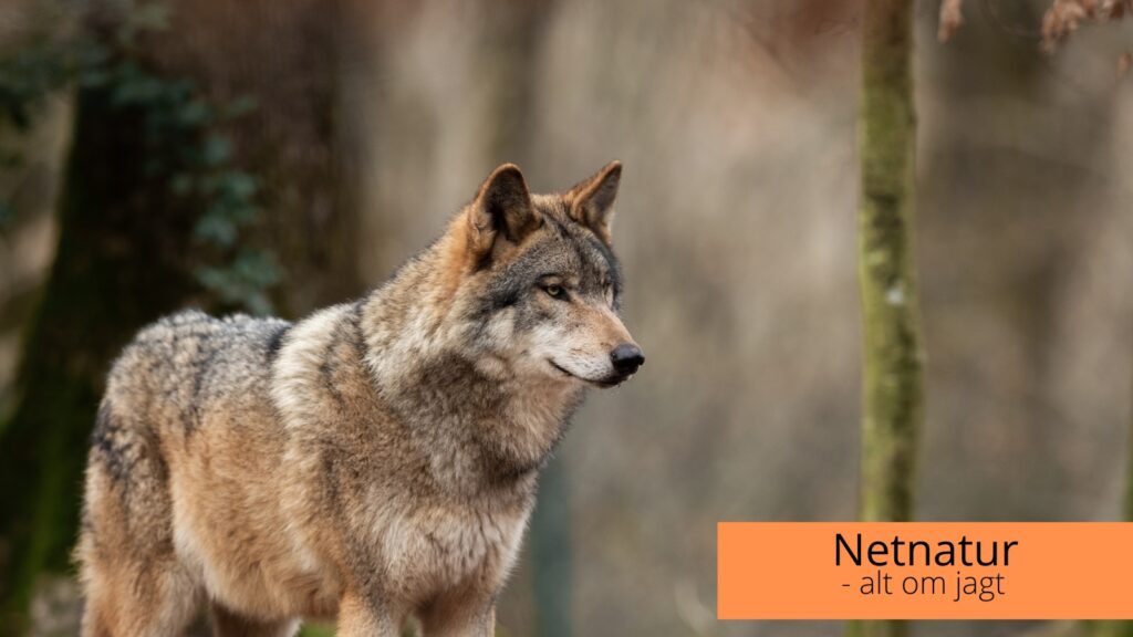 Ulveunger i Klelund Plantage